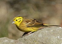Yellowhammer Emberiza citrinella