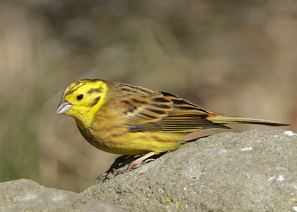 Yellowhammer Emberiza citrinella