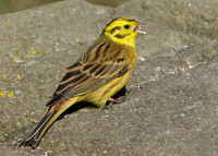 Yellowhammer Emberiza citrinella