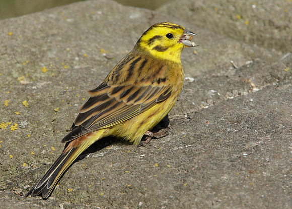 Yellowhammer Emberiza citrinella