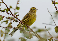 Yellowhammer Emberiza citrinella