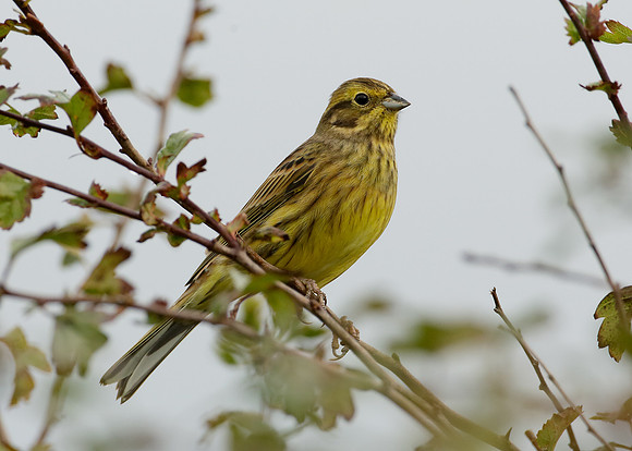 Yellowhammer Emberiza citrinella