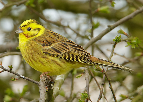 Yellowhammer Emberiza citrinella