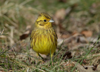 Yellowhammer Emberiza citrinella