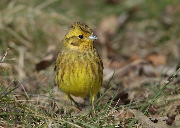Yellowhammer Emberiza citrinella