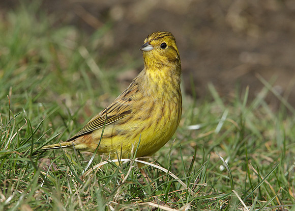 Yellowhammer Emberiza citrinella