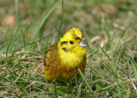 Yellowhammer Emberiza citrinella