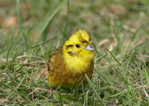 Yellowhammer Emberiza citrinella