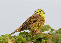 Yellowhammer Emberiza citrinella