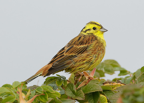 Yellowhammer Emberiza citrinella