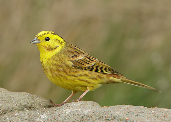 Yellowhammer Emberiza citrinella