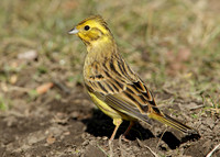 Yellowhammer Emberiza citrinella