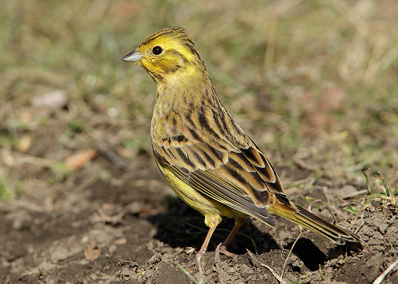 Yellowhammer Emberiza citrinella