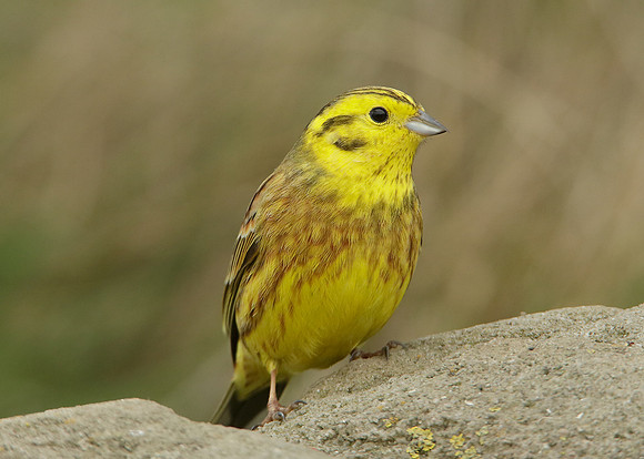 Yellowhammer Emberiza citrinella