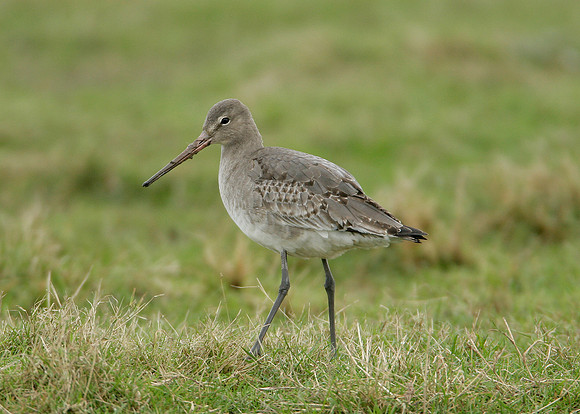 Black-tailed Godwit Limosa limosa