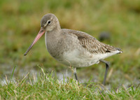 Black-tailed Godwit Limosa limosa