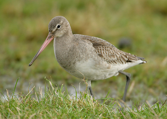 Black-tailed Godwit Limosa limosa