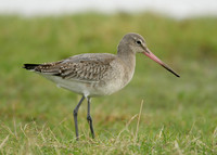 Black-tailed Godwit Limosa limosa