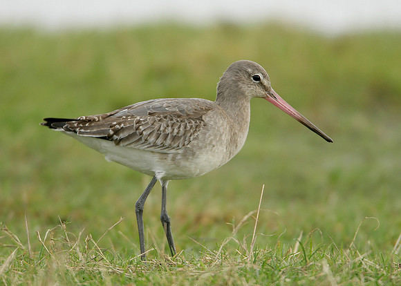 Black-tailed Godwit Limosa limosa
