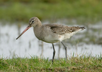 Black-tailed Godwit Limosa limosa
