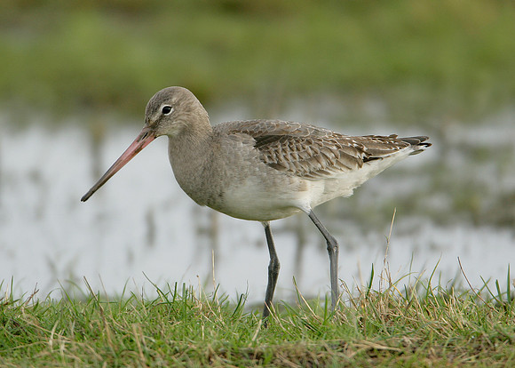 Black-tailed Godwit Limosa limosa