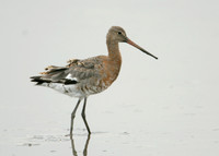 Black-tailed Godwit Limosa limosa
