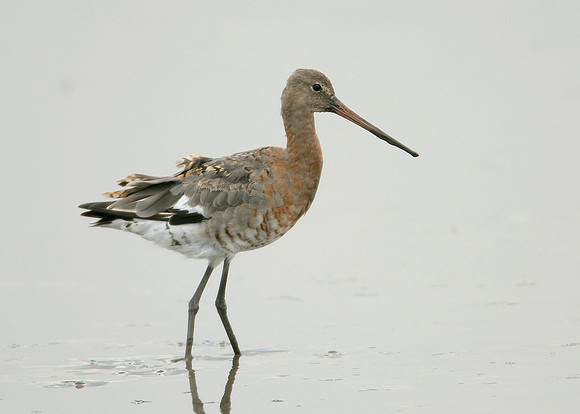 Black-tailed Godwit Limosa limosa