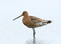 Black-tailed Godwit Limosa limosa
