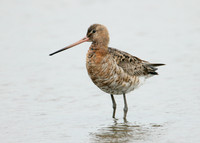 Black-tailed Godwit Limosa limosa