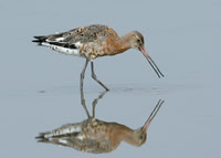 Black-tailed Godwit Limosa limosa