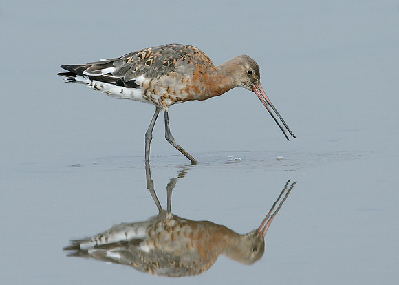 Black-tailed Godwit Limosa limosa