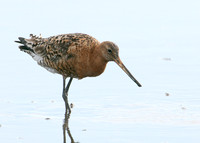 Black-tailed Godwit Limosa limosa