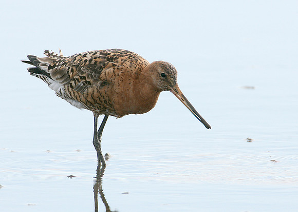 Black-tailed Godwit Limosa limosa