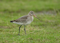 Black-tailed Godwit Limosa limosa
