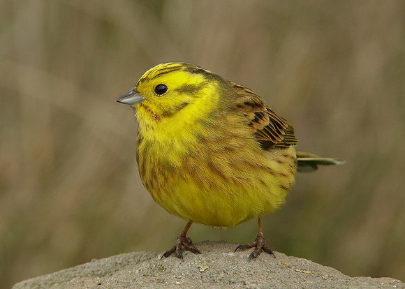 Yellowhammer Emberiza citrinella
