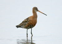 Black-tailed Godwit Limosa limosa