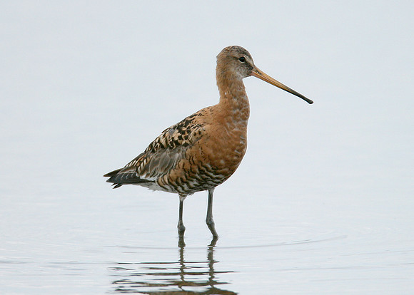 Black-tailed Godwit Limosa limosa