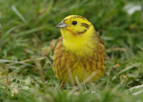 Yellowhammer Emberiza citrinella