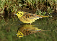 Yellowhammer Emberiza citrinella