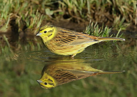 Yellowhammer Emberiza citrinella
