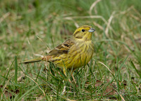 Yellowhammer Emberiza citrinella
