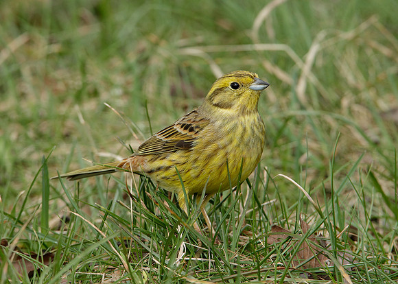 Yellowhammer Emberiza citrinella