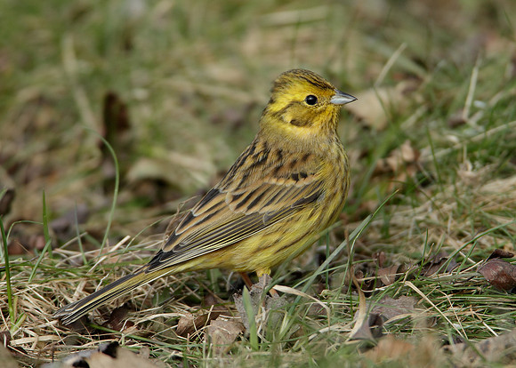 Yellowhammer Emberiza citrinella