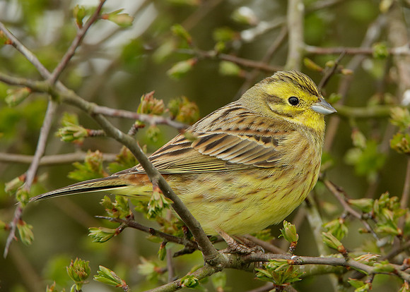 Yellowhammer Emberiza citrinella