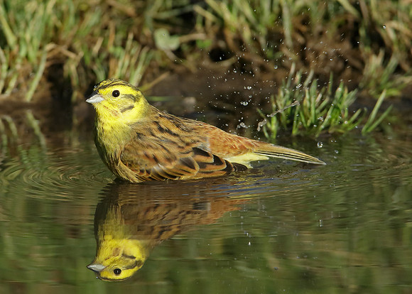 Yellowhammer Emberiza citrinella