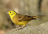 Yellowhammer Emberiza citrinella