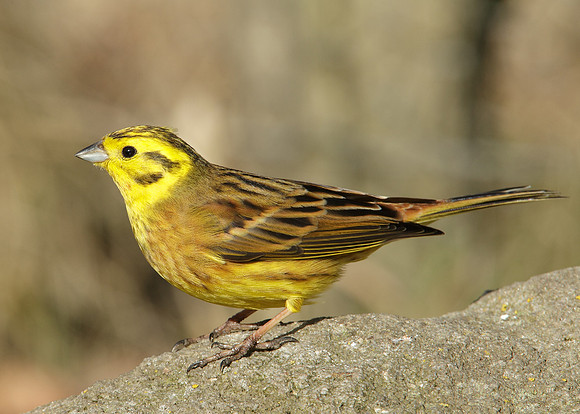 Yellowhammer Emberiza citrinella