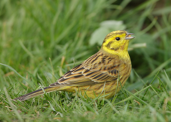 Yellowhammer Emberiza citrinella