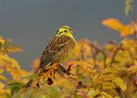 Yellowhammer Emberiza citrinella