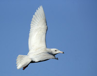 Glaucous Gull Larus hyperboreus